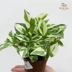 Epipremnum N. Joy P90