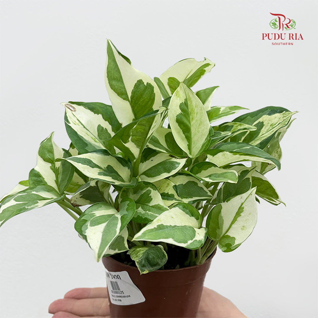 Epipremnum N. Joy P90