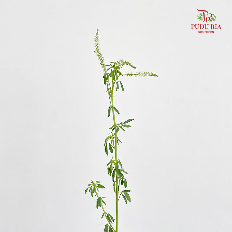 Veronica Spray White 多头鼠尾草 - (Per Bundle)
