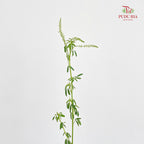 Veronica Spray White 多头鼠尾草 - (Per Bundle)