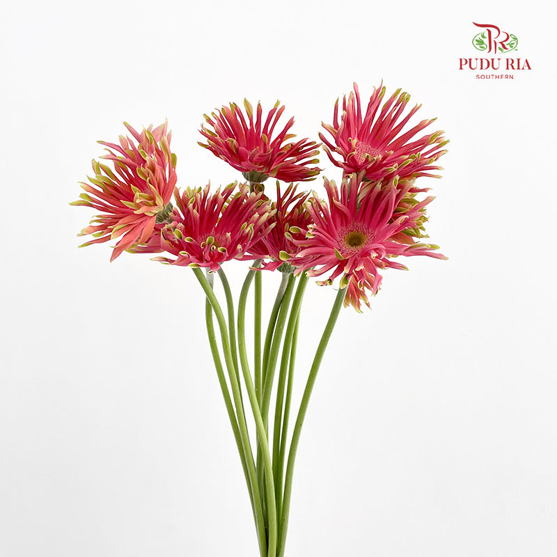Gerbera Pasta Pink - (8-10 Stems)