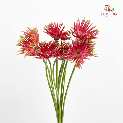 Gerbera Pasta Pink - (8-10 Stems)