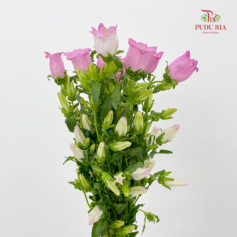 Campanula Pink 风铃草 - (Per Bundle)