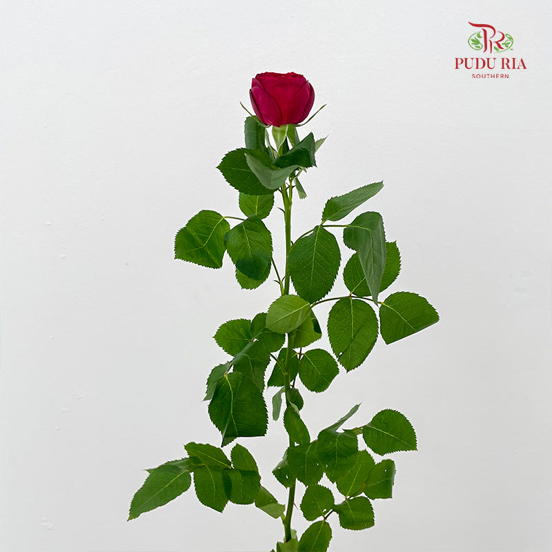 Rose Red Lace - (8-10 Stems)