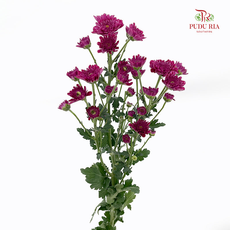Chrysanthemum Pompom Purple 4 - (10-12 Stems)