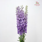 Delphinium Giant Purple飞燕草 - (5 Stems)