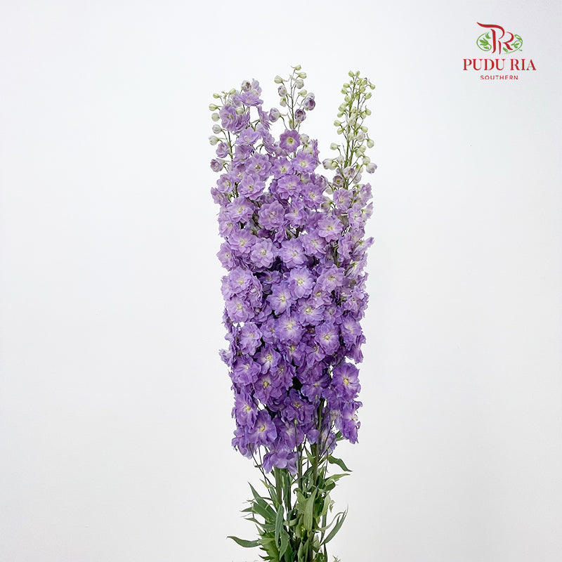 Delphinium Giant Light Purple - (5 Stems)