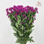Chrysanthemum Pompom Daisy Purple - (10-12 Stems)