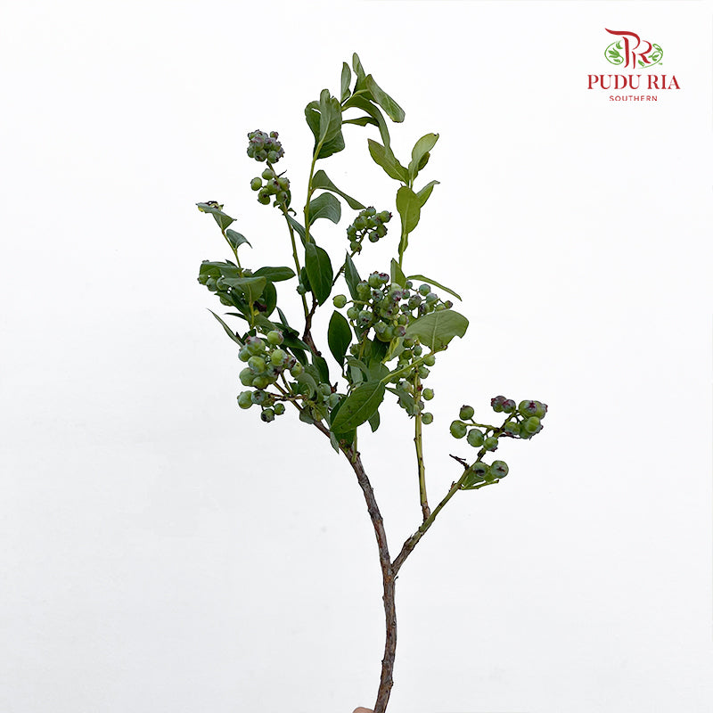 Vaccinium (Berry) - (2 Stems)