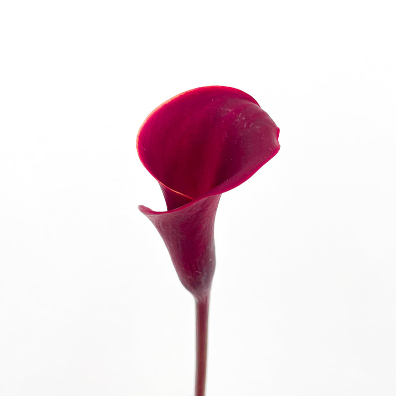 Calla Lily Red 海芋 - (5 Stems)