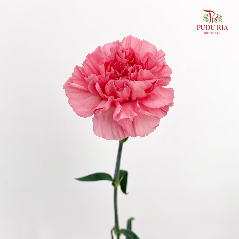 Carnation 康乃馨 Pink - (18-20 Stems)