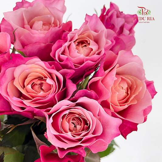 Rose Miyabi 玫瑰雅致 - (8-10 Stems)