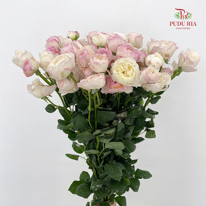 Rose Spray Kayla - (8-10 Stems)
