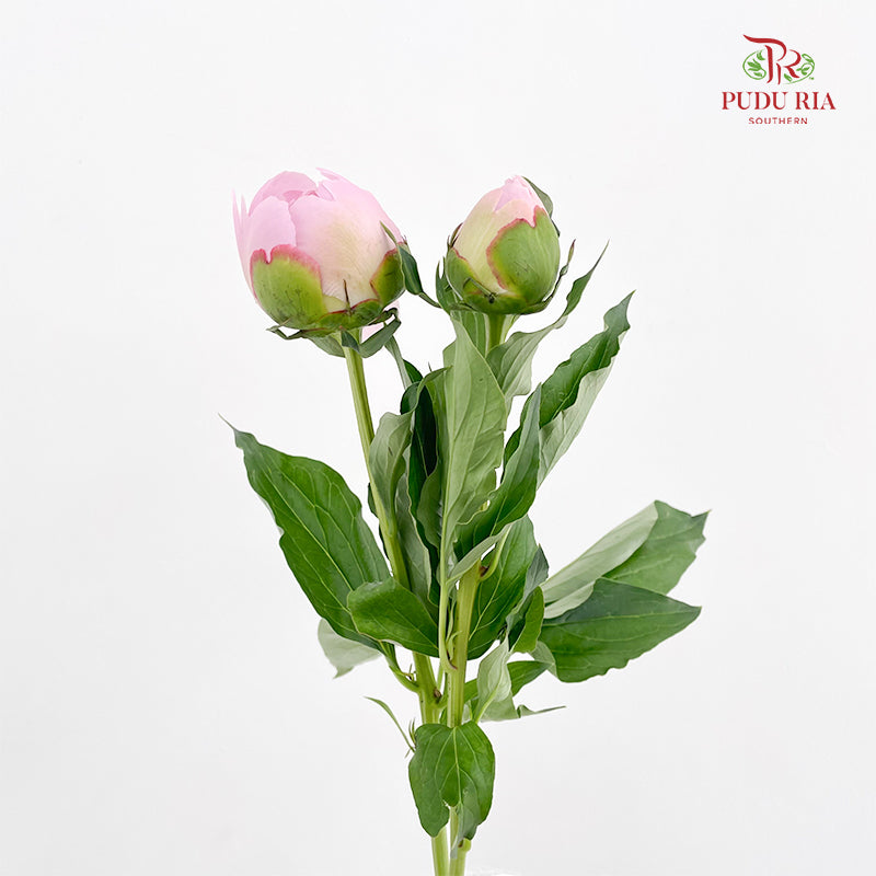 Peony Angel Cheek 天使脸颊芍药 - (2 Stems)