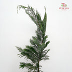 Christmas Leaf 圣诞叶 - (Per Bundle)
