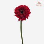 Gerbera Red 非洲菊 - (8-10 Stems)