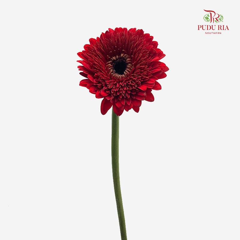 Gerbera Red 非洲菊 - (8-10 Stems)