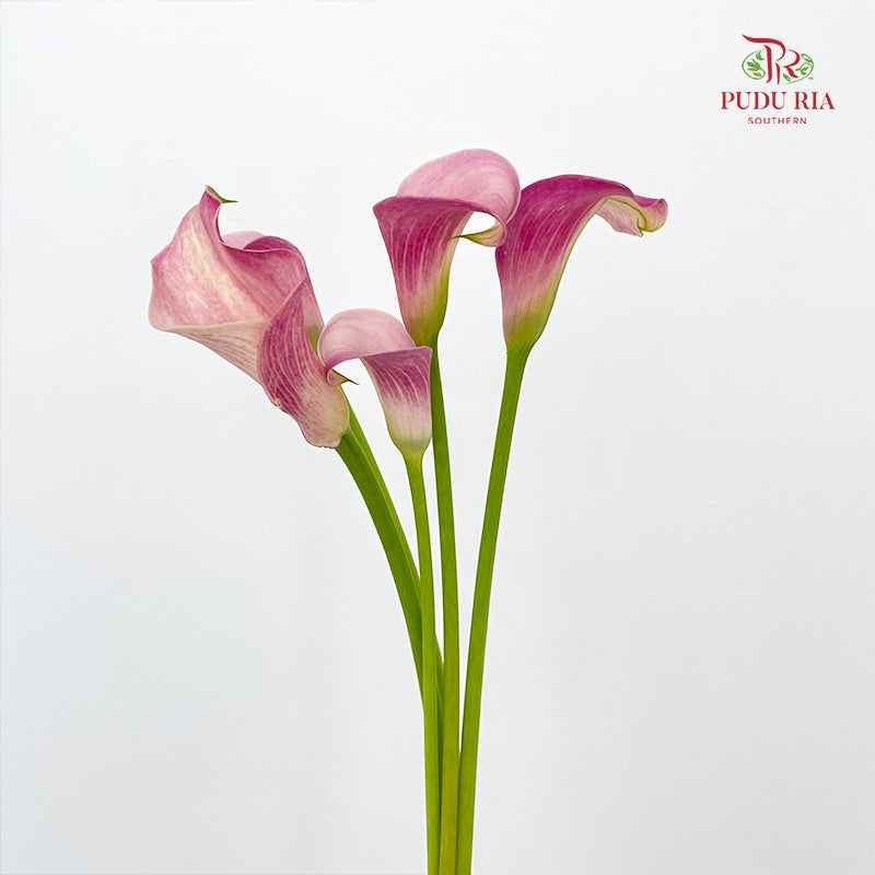 Calla Lily Pink 海芋 - (5 Stems)