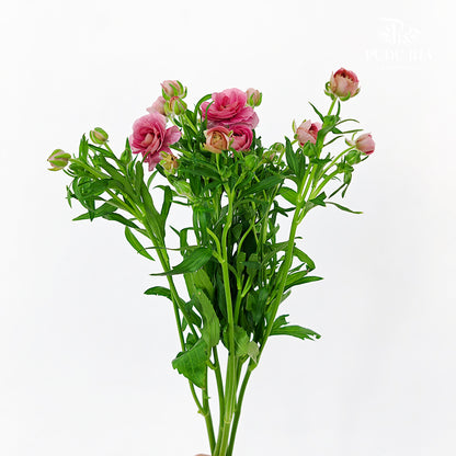 Ranunculus Butterfly Hot Pink - (5 Stems)