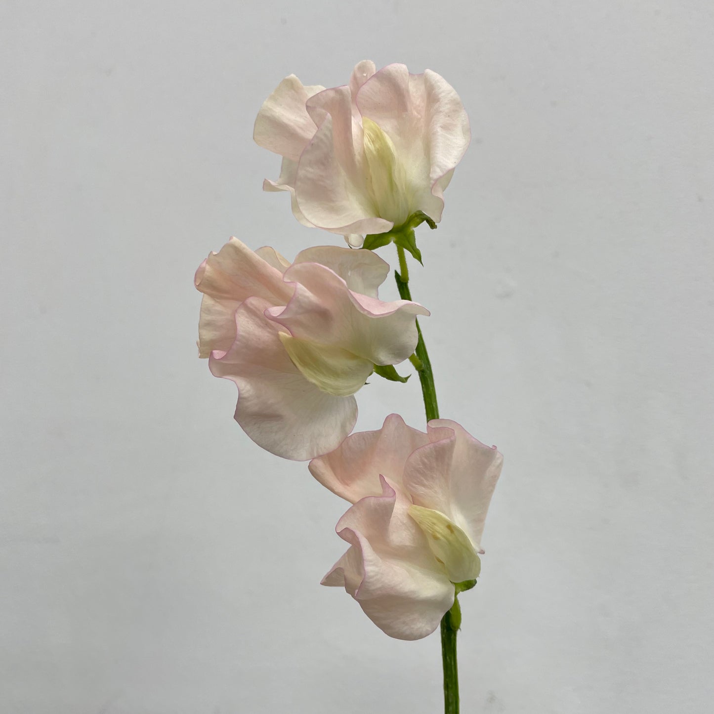 Sweet Pea Champagne - 5 Stems