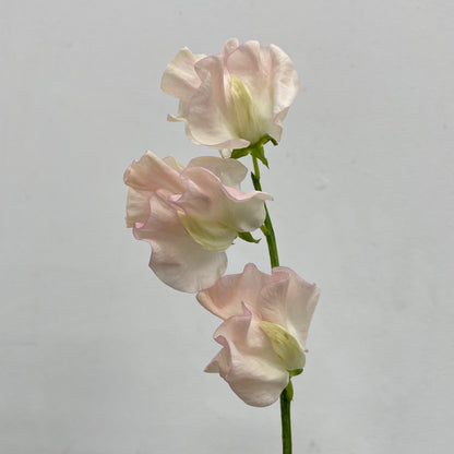 Sweet Pea Champagne - 5 Stems