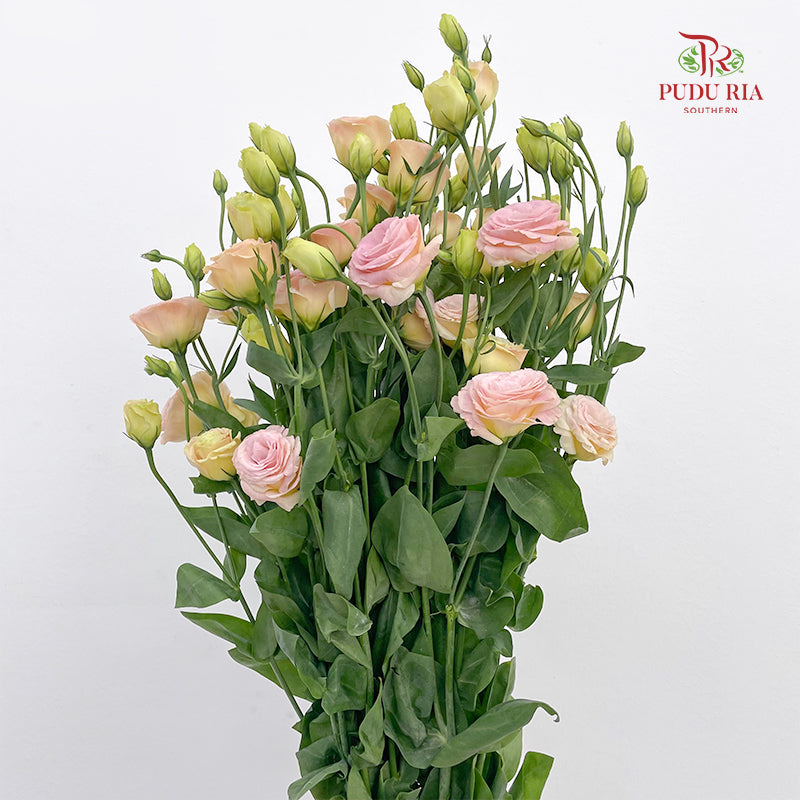 Eustoma Gleam - (12-15 Stems)