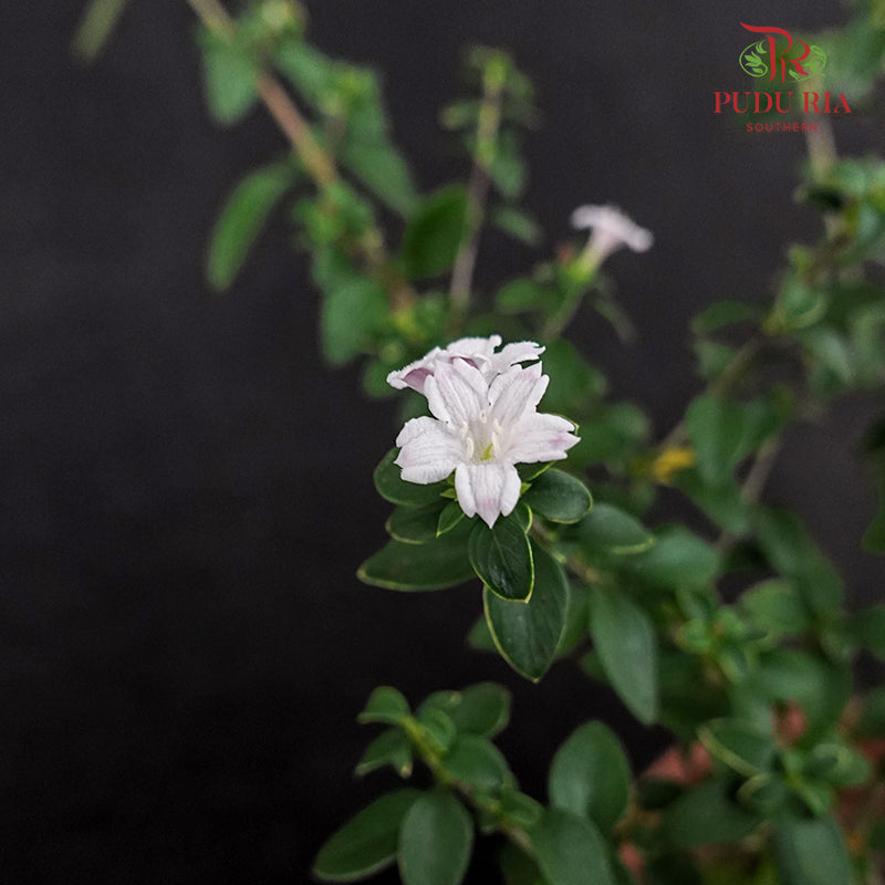 Serissa Variegated Bali Purple