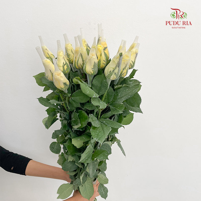 Rose Light Yellow - (19-20 Stems)