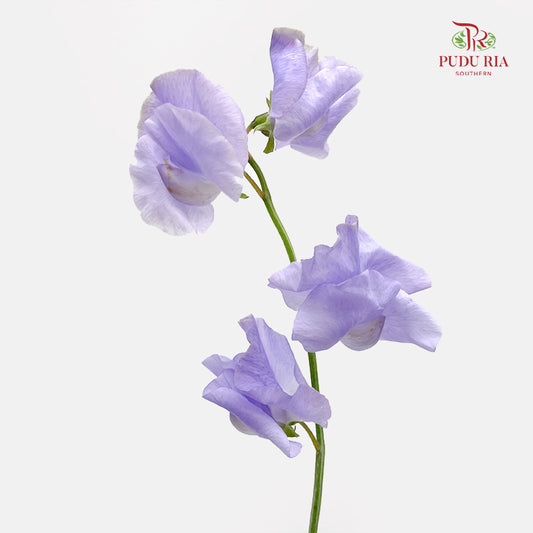 Sweet Pea Light Purple - (5 Stems)