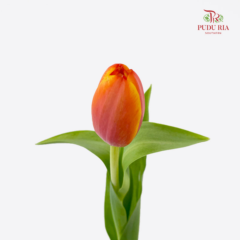 Tulip 郁金香 - (8-10 Stems)