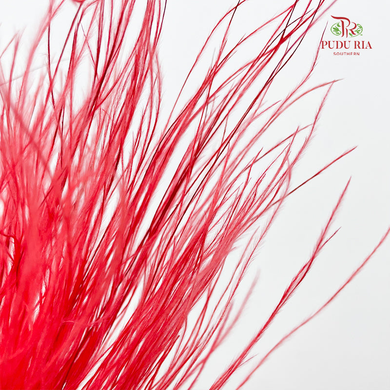 Dry Stipa Grass (Feather Grass) Red