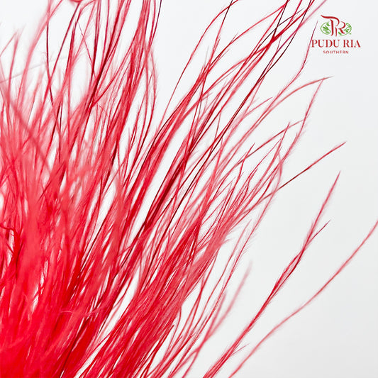 Dry Stipa Grass (Feather Grass) Red