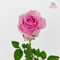 Rose Pink Sweet Avalanche - (8-10 Stems)