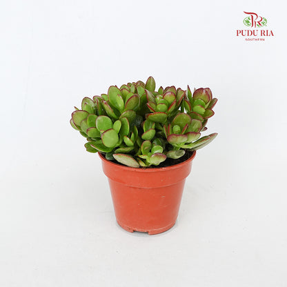 Crassula Jade Plant