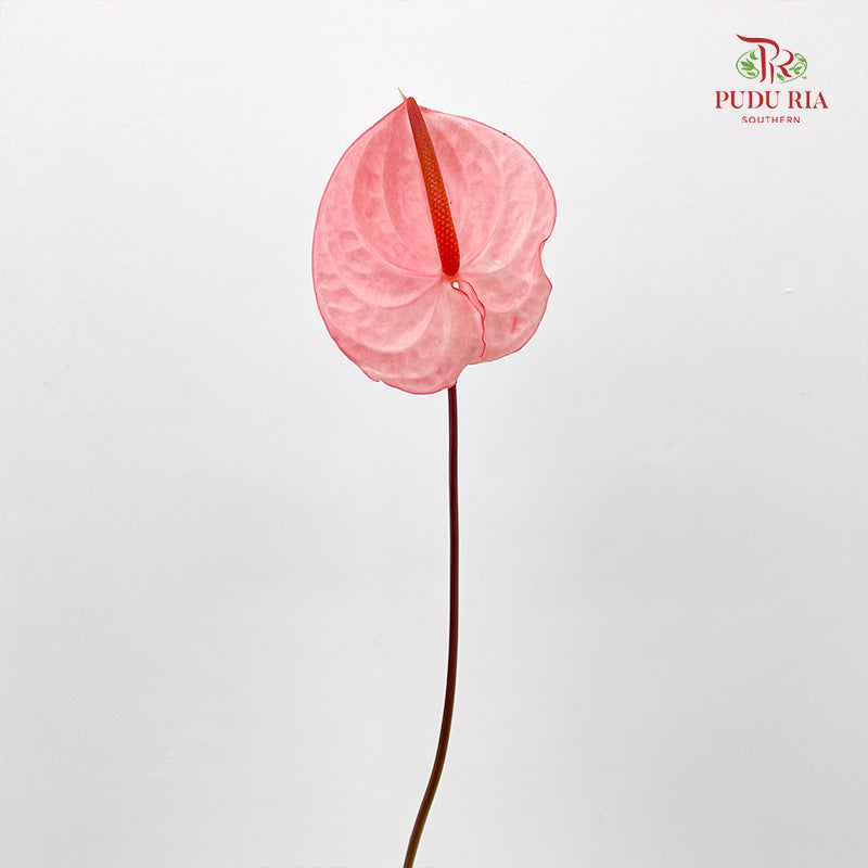 Anthurium 火鹤花 - (5 Stems)