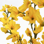 CNY Artificial Forsythia Spray 94cm - (5 Stems)