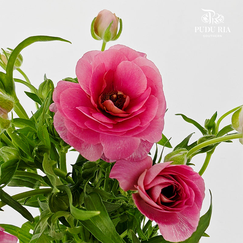 Ranunculus Butterfly Hot Pink - (5 Stems)