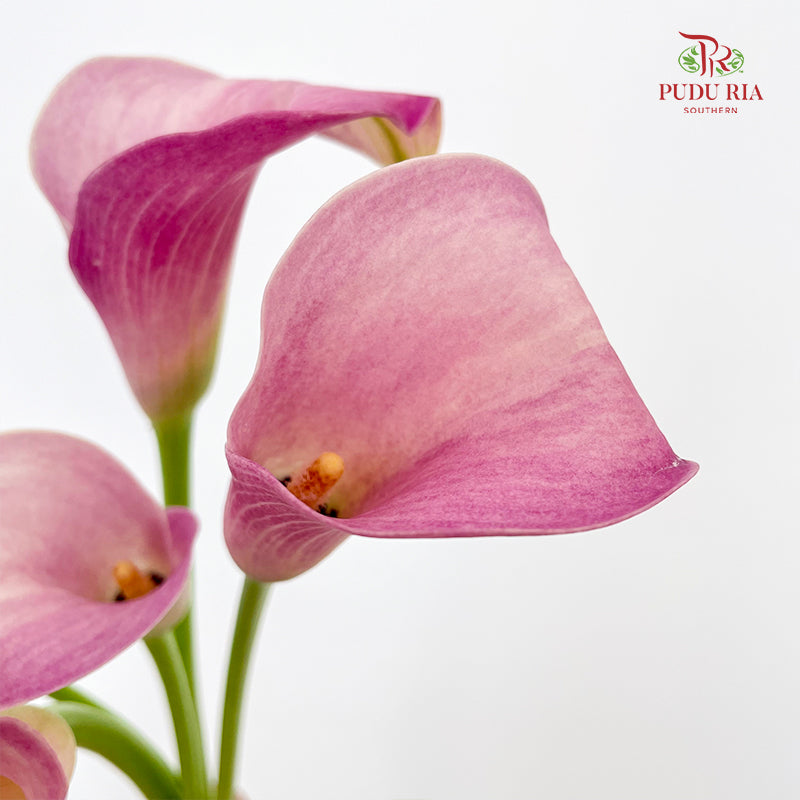 Calla Lily Pink 海芋 - (5 Stems)