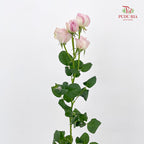Rose Spray Kayla - (8-10 Stems)