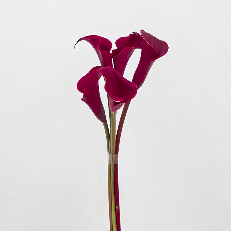 Calla Lily Red 海芋 - (5 Stems)