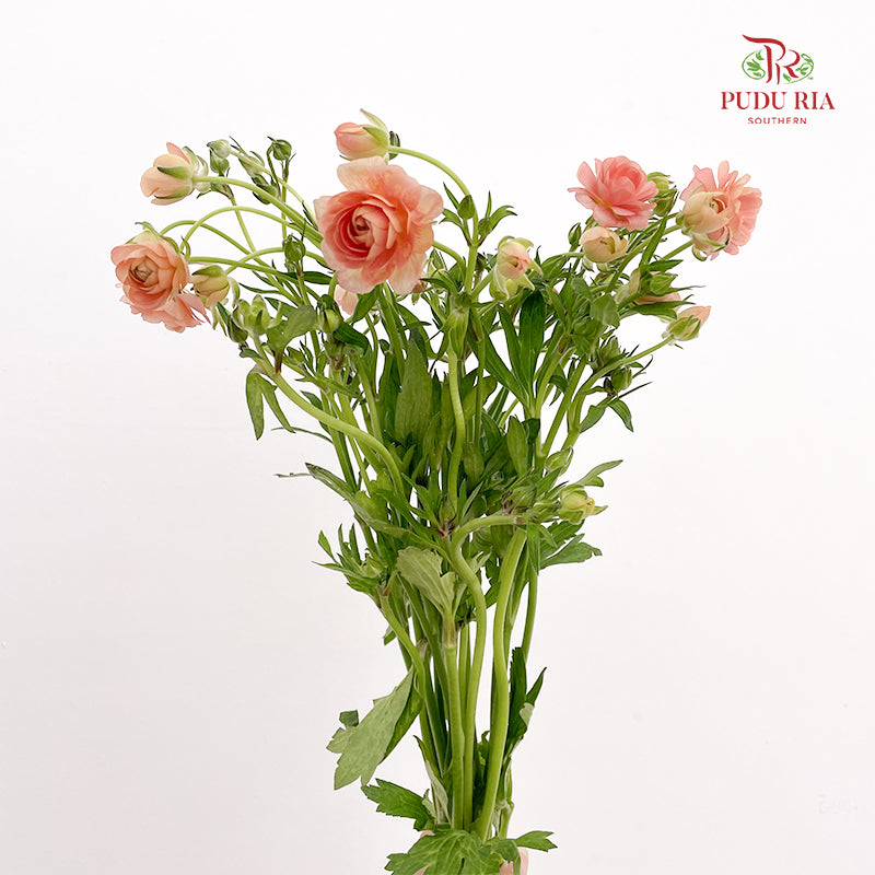 Ranunculus Butterfly Orange 蝴蝶洋牡丹 - (8-10 Stems)