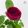 Rose Red Lace - (8-10 Stems)