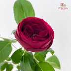 Rose Red Lace - (8-10 Stems)