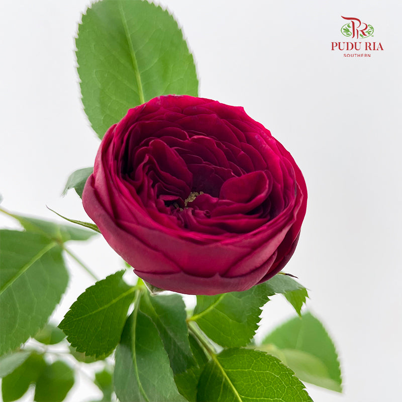 Rose Red Lace - (8-10 Stems)