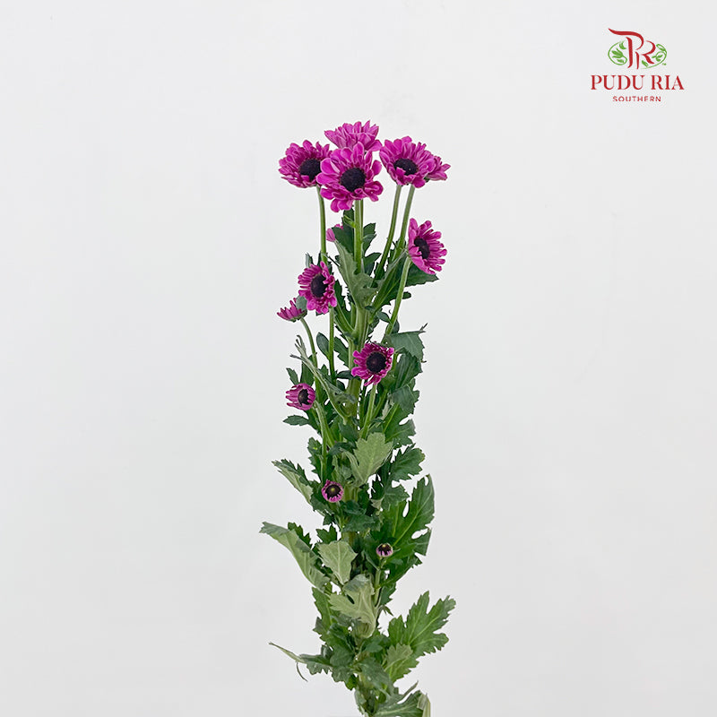 Chrysanthemum Pompom Daisy Purple - (10-12 Stems)