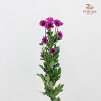 Chrysanthemum Pompom Daisy Purple - (10-12 Stems)