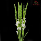 Gladiolus White - (9 - 10 Stems)