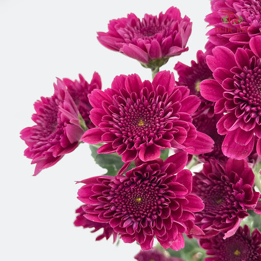 Chrysanthemum Pompom Purple 4 - (10-12 Stems)