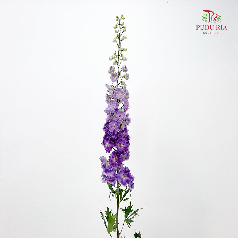Delphinium Giant Light Purple - (5 Stems)