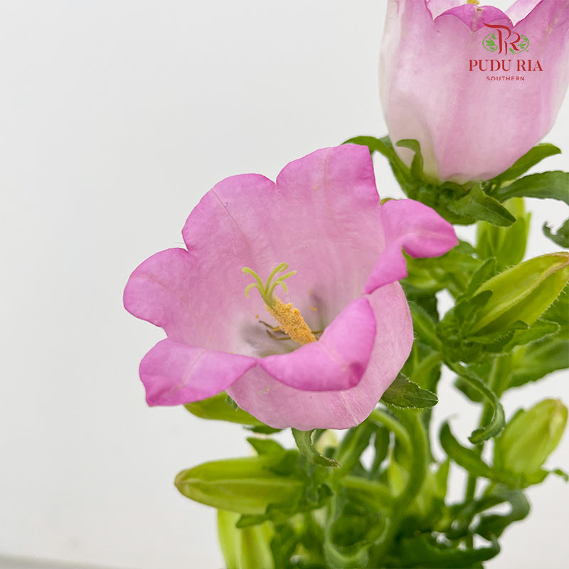 Campanula Pink 风铃草 - (Per Bundle)